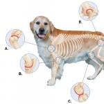 Кальций для собак и щенков: препараты и дозировка Кальций для собаки что дает