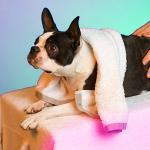 Как правильно сделать массаж задних ног собаке Как правильно делать массаж парализованной собаке