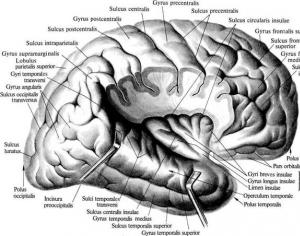 Извилины головного мозга